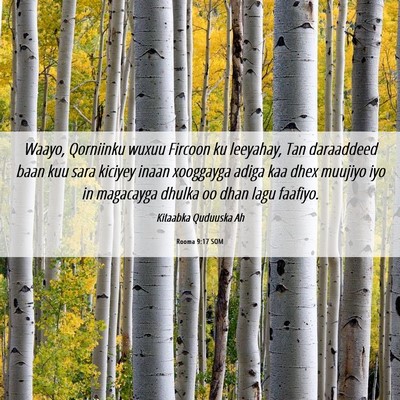 Picture 06 - Rooma 9:17 SOM - Waayo, Qorniinku wuxuu Fircoon ku leeyahay, Tan - Bible Verse Picture