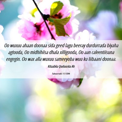 Picture 06 - Sabuurradii 1:3 SOM - Oo wuxuu ahaan doonaa sida geed lagu beeray - Bible Verse Picture
