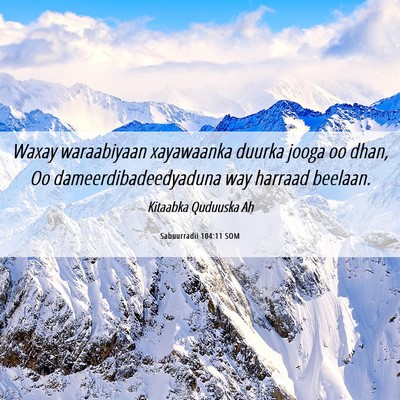 Picture 06 - Sabuurradii 104:11 SOM - Waxay waraabiyaan xayawaanka duurka jooga oo - Bible Verse Picture