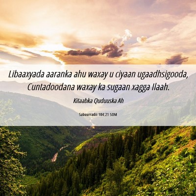 Picture 06 - Sabuurradii 104:21 SOM - Libaaxyada aaranka ahu waxay u ciyaan - Bible Verse Picture