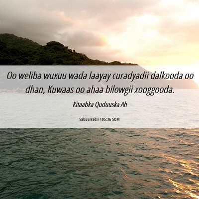 Picture 06 - Sabuurradii 105:36 SOM - Oo weliba wuxuu wada laayay curadyadii dalkooda - Bible Verse Picture