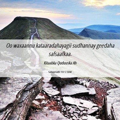 Picture 06 - Sabuurradii 137:2 SOM - Oo waxaannu kataaradahayagii sudhannay geedaha - Bible Verse Picture