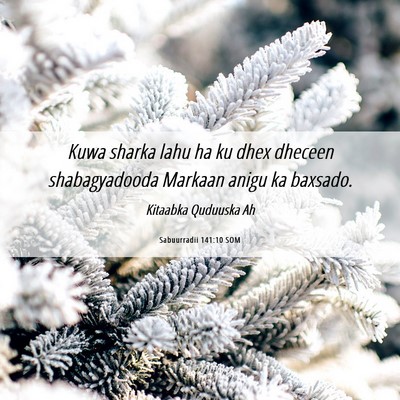 Picture 06 - Sabuurradii 141:10 SOM - Kuwa sharka lahu ha ku dhex dheceen shabagyadooda - Bible Verse Picture