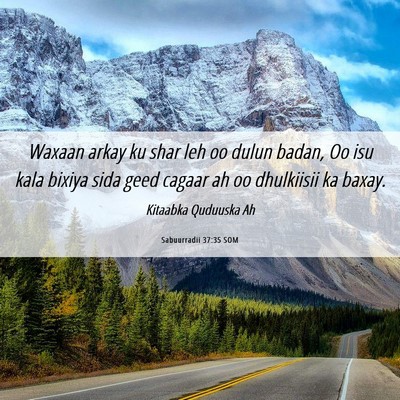 Picture 06 - Sabuurradii 37:35 SOM - Waxaan arkay ku shar leh oo dulun badan, Oo isu - Bible Verse Picture