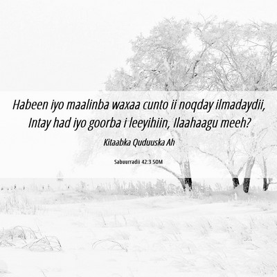 Picture 06 - Sabuurradii 42:3 SOM - Habeen iyo maalinba waxaa cunto ii noqday - Bible Verse Picture
