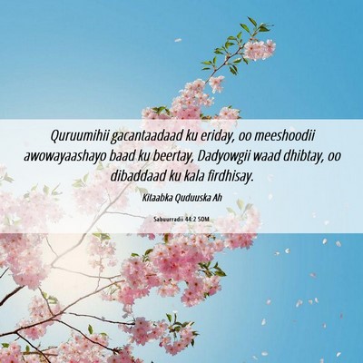 Picture 06 - Sabuurradii 44:2 SOM - Quruumihii gacantaadaad ku eriday, oo meeshoodii - Bible Verse Picture