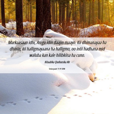 Picture 06 - Sekaryaah 11:9 SOM - Markaasaan idhi, Anigu idin daajin maayo. Kii - Bible Verse Picture