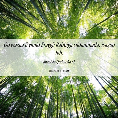 Picture 06 - Sekaryaah 8:18 SOM - Oo waxaa ii yimid Eraygii Rabbiga ciidammada, - Bible Verse Picture