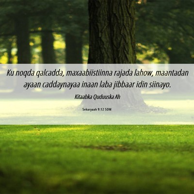 Picture 06 - Sekaryaah 9:12 SOM - Ku noqda qalcadda, maxaabiistiinna rajada lahow, - Bible Verse Picture
