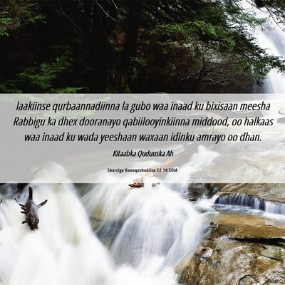 Picture 06 - Sharciga Kunoqoshadiisa 12:14 SOM - laakiinse qurbaannadiinna la gubo waa inaad ku - Bible Verse Picture