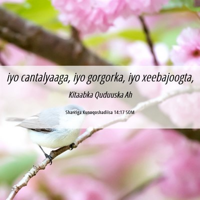 Picture 06 - Sharciga Kunoqoshadiisa 14:17 SOM - iyo cantalyaaga, iyo gorgorka, iyo - Bible Verse Picture