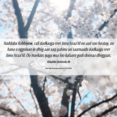 Picture 06 - Sharciga Kunoqoshadiisa 21:8 SOM - Haddaba Rabbiyow, cafi dadkaaga reer binu - Bible Verse Picture