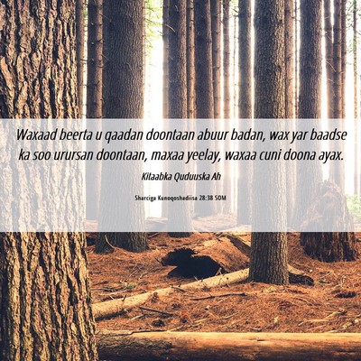 Picture 06 - Sharciga Kunoqoshadiisa 28:38 SOM - Waxaad beerta u qaadan doontaan abuur badan, wax - Bible Verse Picture