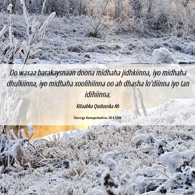 Picture 06 - Sharciga Kunoqoshadiisa 28:4 SOM - Oo waxaa barakaysnaan doona midhaha jidhkiinna, - Bible Verse Picture