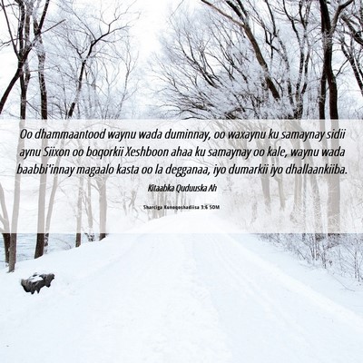 Picture 06 - Sharciga Kunoqoshadiisa 3:6 SOM - Oo dhammaantood waynu wada duminnay, oo waxaynu - Bible Verse Picture