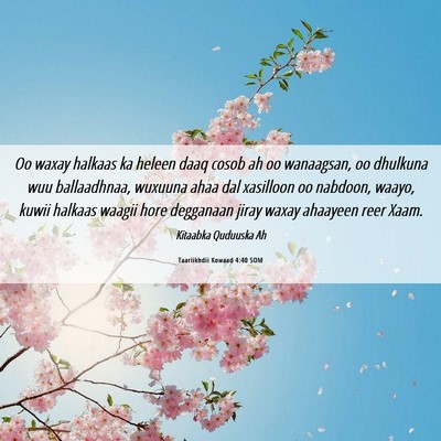 Picture 06 - Taariikhdii Kowaad 4:40 SOM - Oo waxay halkaas ka heleen daaq cosob ah oo - Bible Verse Picture