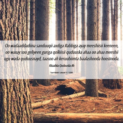 Picture 06 - Taariikhdii Labaad 5:7 SOM - Oo wadaaddadiina sanduuqii axdiga Rabbiga ayay - Bible Verse Picture
