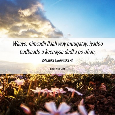 Picture 06 - Tiitos 2:11 SOM - Waayo, nimcadii Ilaah way muuqatay, iyadoo - Bible Verse Picture