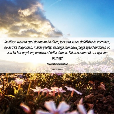 Picture 06 - Tirintii 11:20 SOM - laakiinse waxaad cuni doontaan bil dhan, jeer aad - Bible Verse Picture