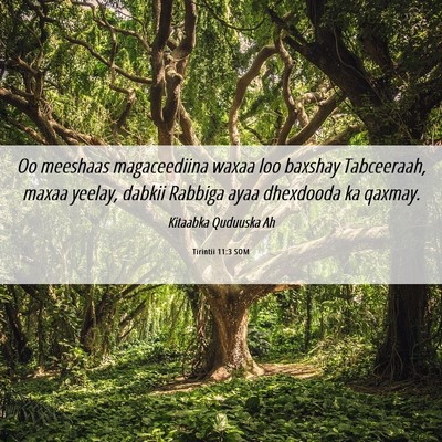 Picture 06 - Tirintii 11:3 SOM - Oo meeshaas magaceediina waxaa loo baxshay - Bible Verse Picture