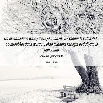 Picture 06 - Tirintii 11:7 SOM - Oo maannaduna waxay u ekayd midhaha koryander la - Bible Verse Picture