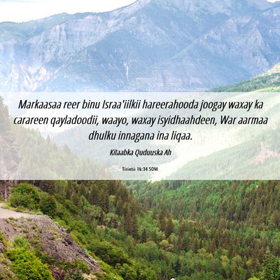 Picture 06 - Tirintii 16:34 SOM - Markaasaa reer binu Israa'iilkii hareerahooda - Bible Verse Picture
