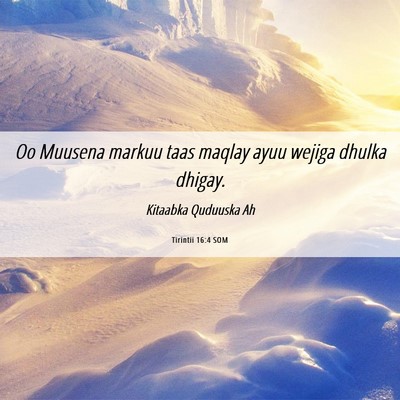 Picture 06 - Tirintii 16:4 SOM - Oo Muusena markuu taas maqlay ayuu wejiga dhulka - Bible Verse Picture
