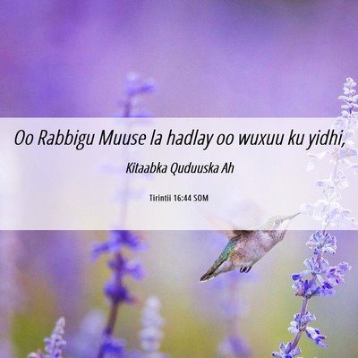 Picture 06 - Tirintii 16:44 SOM - Oo Rabbigu Muuse la hadlay oo wuxuu ku - Bible Verse Picture