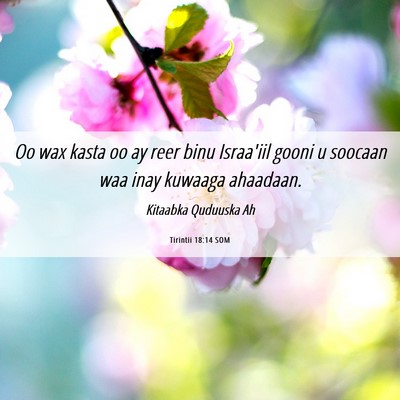 Picture 06 - Tirintii 18:14 SOM - Oo wax kasta oo ay reer binu Israa'iil gooni u - Bible Verse Picture