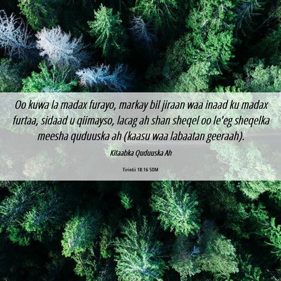 Picture 06 - Tirintii 18:16 SOM - Oo kuwa la madax furayo, markay bil jiraan waa - Bible Verse Picture