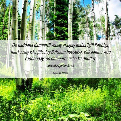 Picture 06 - Tirintii 22:27 SOM - Oo haddana dameertii waxay aragtay malaa'igtii - Bible Verse Picture