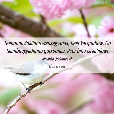 Picture 06 - Tirintii 24:5 SOM - Teendhooyinkiinnu wanaagsanaa, Reer Yacquubow, Oo - Bible Verse Picture