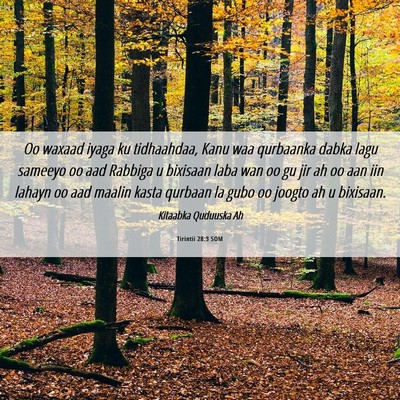 Picture 06 - Tirintii 28:3 SOM - Oo waxaad iyaga ku tidhaahdaa, Kanu waa qurbaanka - Bible Verse Picture