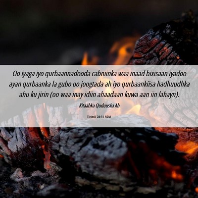 Picture 06 - Tirintii 28:31 SOM - Oo iyaga iyo qurbaannadooda cabniinka waa inaad - Bible Verse Picture