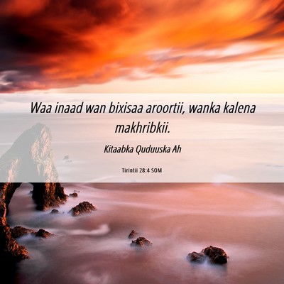 Picture 06 - Tirintii 28:4 SOM - Waa inaad wan bixisaa aroortii, wanka kalena - Bible Verse Picture