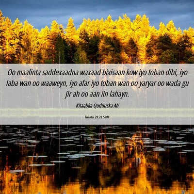 Picture 06 - Tirintii 29:20 SOM - Oo maalinta saddexaadna waxaad bixisaan kow iyo - Bible Verse Picture
