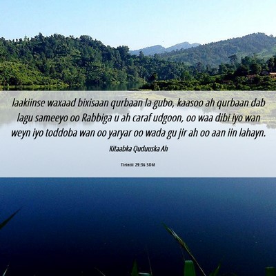 Picture 06 - Tirintii 29:36 SOM - laakiinse waxaad bixisaan qurbaan la gubo, kaasoo - Bible Verse Picture