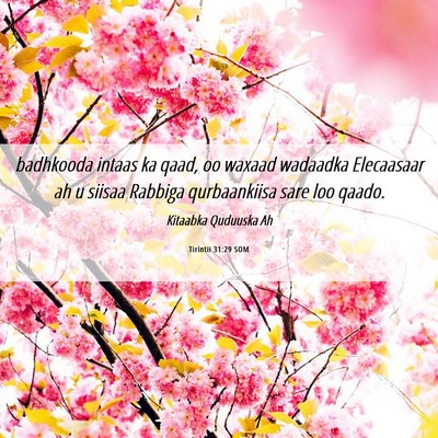 Picture 06 - Tirintii 31:29 SOM - badhkooda intaas ka qaad, oo waxaad wadaadka - Bible Verse Picture