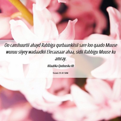 Picture 06 - Tirintii 31:41 SOM - Oo canshuurtii ahayd Rabbiga qurbaankiisii sare - Bible Verse Picture
