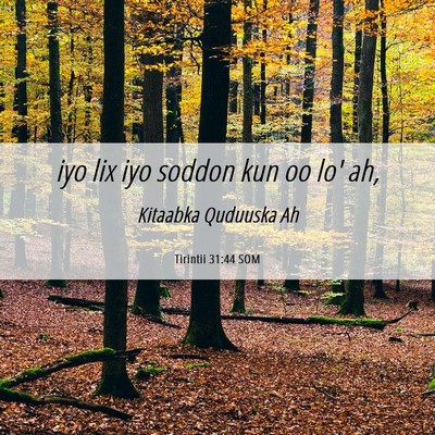 Picture 06 - Tirintii 31:44 SOM - iyo lix iyo soddon kun oo lo' - Bible Verse Picture