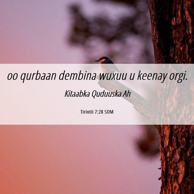 Picture 06 - Tirintii 7:28 SOM - oo qurbaan dembina wuxuu u keenay - Bible Verse Picture