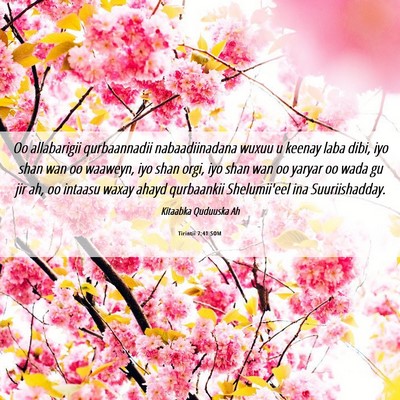 Picture 06 - Tirintii 7:41 SOM - Oo allabarigii qurbaannadii nabaadiinadana wuxuu - Bible Verse Picture