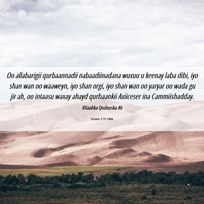 Picture 06 - Tirintii 7:71 SOM - Oo allabarigii qurbaannadii nabaadiinadana wuxuu - Bible Verse Picture