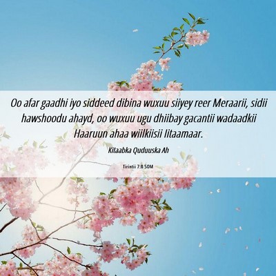 Picture 06 - Tirintii 7:8 SOM - Oo afar gaadhi iyo siddeed dibina wuxuu siiyey - Bible Verse Picture