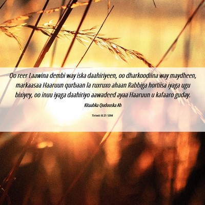 Picture 06 - Tirintii 8:21 SOM - Oo reer Laawina dembi way iska daahiriyeen, oo - Bible Verse Picture