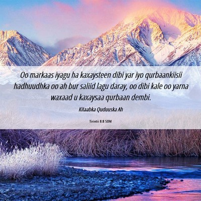 Picture 06 - Tirintii 8:8 SOM - Oo markaas iyagu ha kaxaysteen dibi yar iyo - Bible Verse Picture