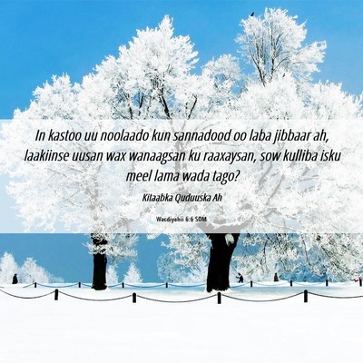 Picture 06 - Wacdiyahii 6:6 SOM - In kastoo uu noolaado kun sannadood oo laba - Bible Verse Picture