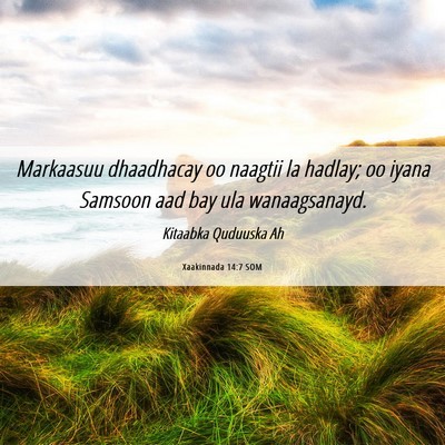 Picture 06 - Xaakinnada 14:7 SOM - Markaasuu dhaadhacay oo naagtii la hadlay; oo - Bible Verse Picture