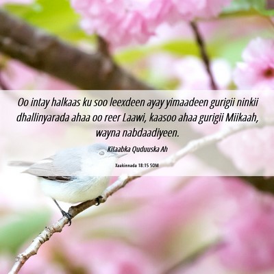 Picture 06 - Xaakinnada 18:15 SOM - Oo intay halkaas ku soo leexdeen ayay yimaadeen - Bible Verse Picture