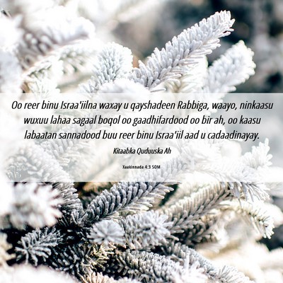 Picture 06 - Xaakinnada 4:3 SOM - Oo reer binu Israa'iilna waxay u qayshadeen - Bible Verse Picture